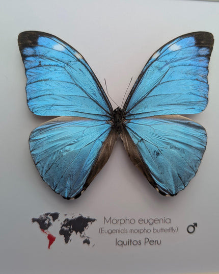 Framed Taxidermy Butterfly, Giant Iridescent Blue Morpho Eugenia, 8x8