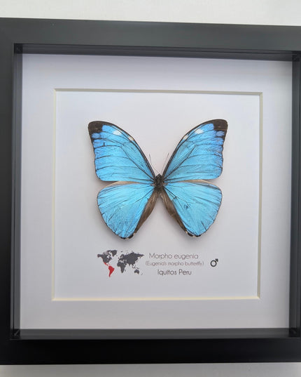 Framed Taxidermy Butterfly, Giant Iridescent Blue Morpho Eugenia, 8x8