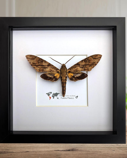 Framed walker's sphinx moth: ethically sourced entomology display
