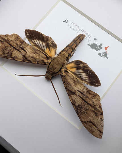 Framed walker's sphinx moth: ethically sourced entomology display