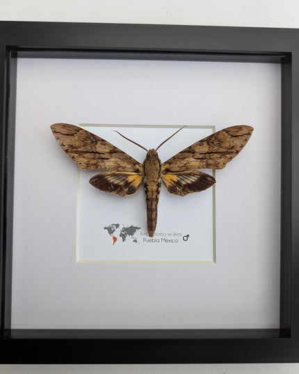 Framed walker's sphinx moth: ethically sourced entomology display