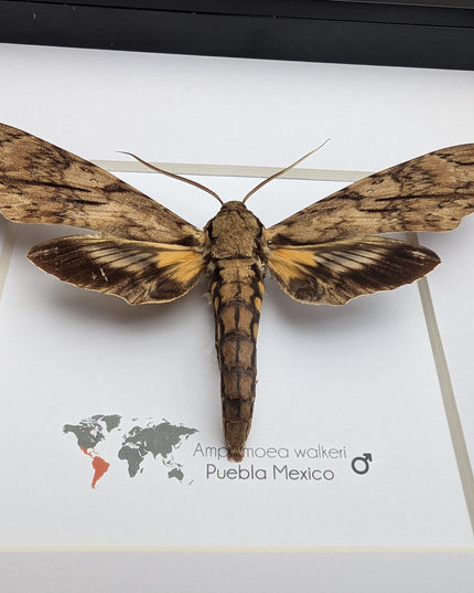 Framed walker's sphinx moth: ethically sourced entomology display