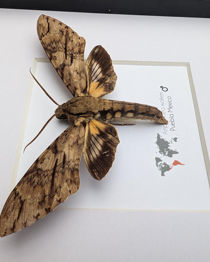 Framed walker's sphinx moth: ethically sourced entomology display