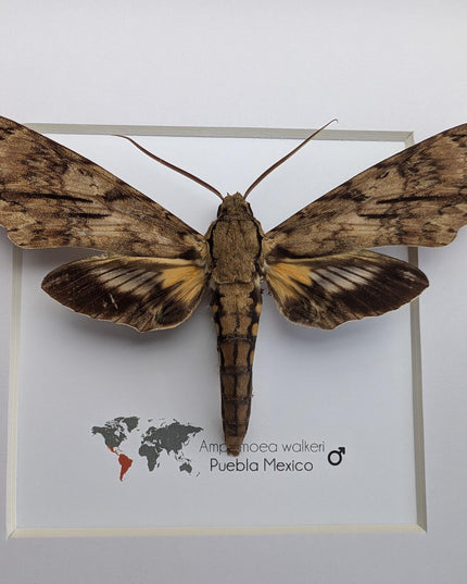Framed walker's sphinx moth: ethically sourced entomology display