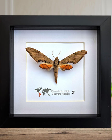 Framed protambulyx strigilis moth specimen: ethically sourced entomology wall art