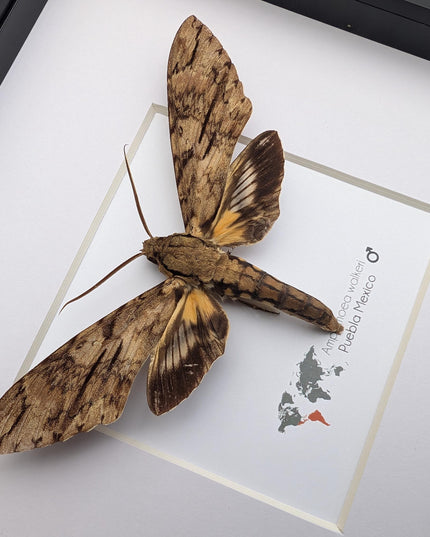 Framed walker's sphinx moth: ethically sourced entomology display