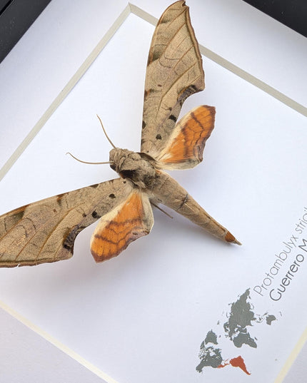 Framed protambulyx strigilis moth specimen: ethically sourced entomology wall art