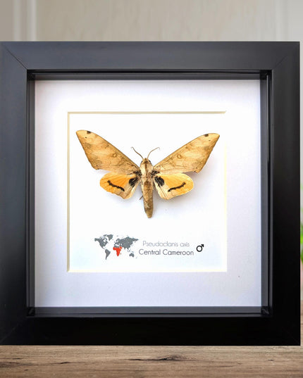 Framed Pseudoclanis Axis Moth, Ethically Sourced Taxidermy Specimen
