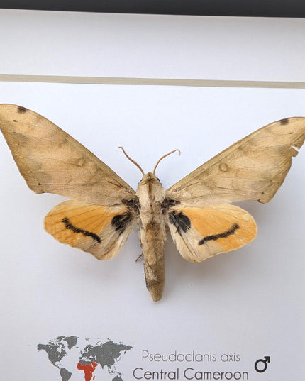 Framed Pseudoclanis Axis Moth, Ethically Sourced Taxidermy Specimen