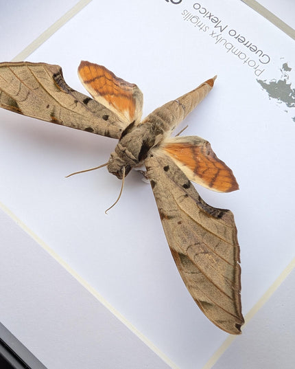 Framed protambulyx strigilis moth specimen: ethically sourced entomology wall art