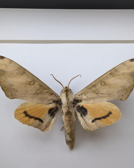 Framed Pseudoclanis Axis Moth, Ethically Sourced Taxidermy Specimen