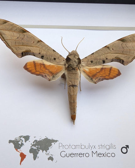 Framed protambulyx strigilis moth specimen: ethically sourced entomology wall art
