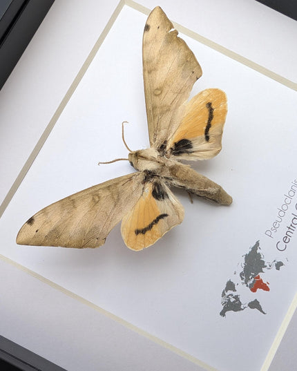 Framed Pseudoclanis Axis Moth, Ethically Sourced Taxidermy Specimen