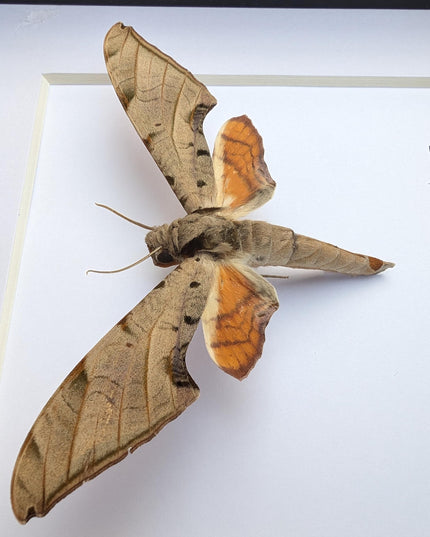 Framed protambulyx strigilis moth specimen: ethically sourced entomology wall art