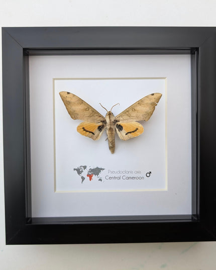 Framed Pseudoclanis Axis Moth, Ethically Sourced Taxidermy Specimen