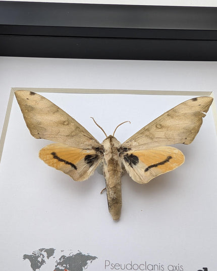 Framed Pseudoclanis Axis Moth, Ethically Sourced Taxidermy Specimen