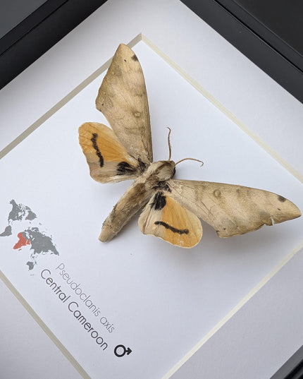 Framed Pseudoclanis Axis Moth, Ethically Sourced Taxidermy Specimen