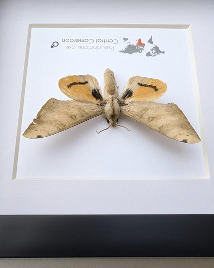 Framed Pseudoclanis Axis Moth, Ethically Sourced Taxidermy Specimen