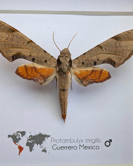 Framed protambulyx strigilis moth specimen: ethically sourced entomology wall art