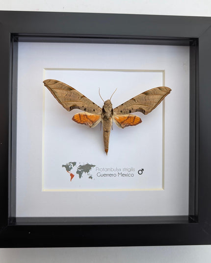 Framed protambulyx strigilis moth specimen: ethically sourced entomology wall art