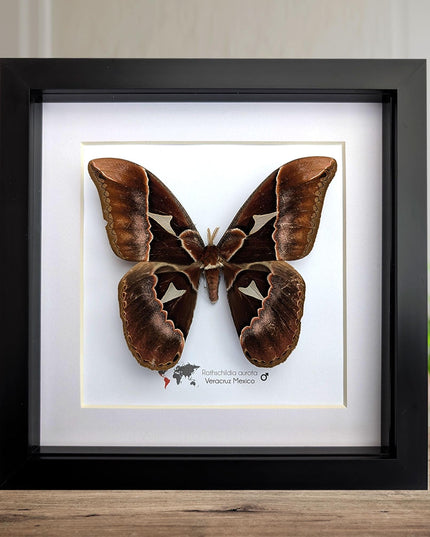 Framed Rothschild Silkmoth Taxidermy Display, Ethically Sourced Entomology Gift