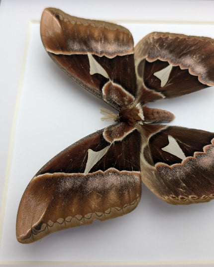 Framed Rothschild Silkmoth Taxidermy Display, Ethically Sourced Entomology Gift