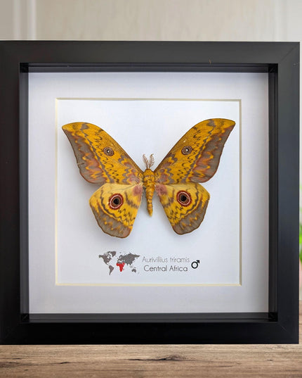 Framed aurivillius triramis: african emperor moth display (8" x 8")