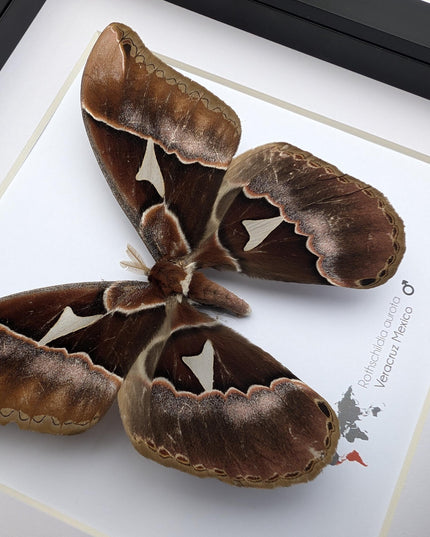 Framed Rothschild Silkmoth Taxidermy Display, Ethically Sourced Entomology Gift