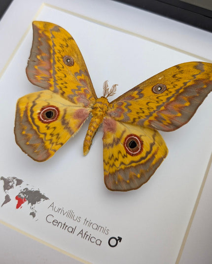 Framed aurivillius triramis: african emperor moth display (8" x 8")