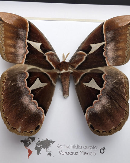 Framed Rothschild Silkmoth Taxidermy Display, Ethically Sourced Entomology Gift