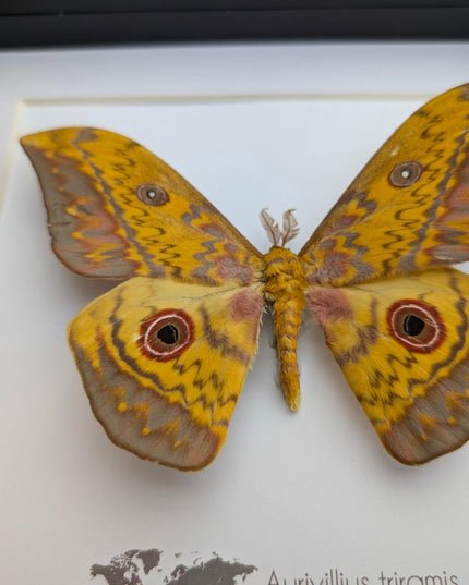 Framed aurivillius triramis: african emperor moth display (8" x 8")