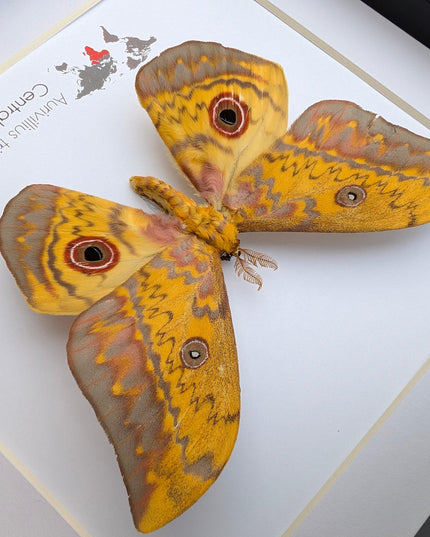 Framed aurivillius triramis: african emperor moth display (8" x 8")