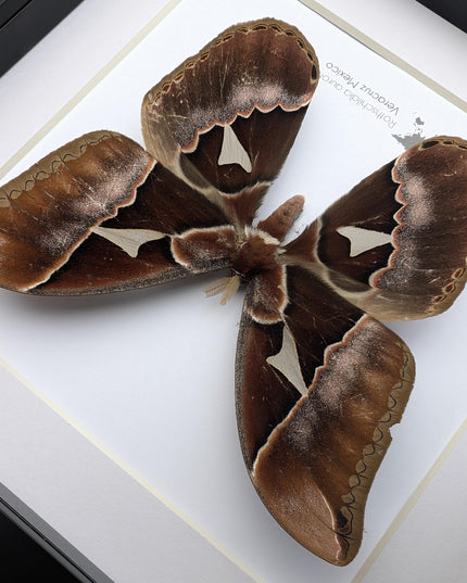 Framed Rothschild Silkmoth Taxidermy Display, Ethically Sourced Entomology Gift