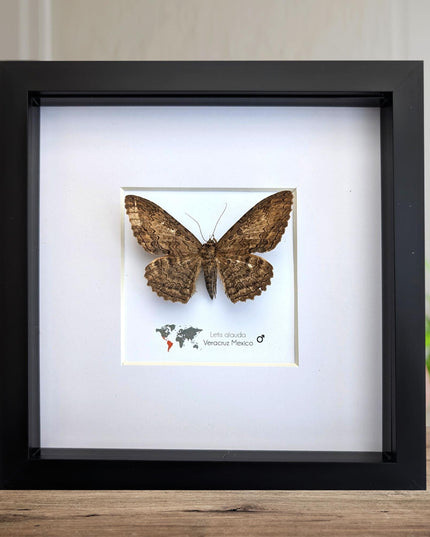 Letis Aulada Taxidermy Moth, Ethically Sourced Entomology Wall Decor