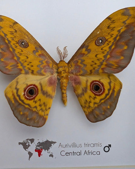 Framed aurivillius triramis: african emperor moth display (8" x 8")