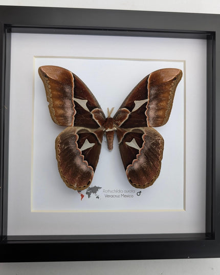Framed Rothschild Silkmoth Taxidermy Display, Ethically Sourced Entomology Gift