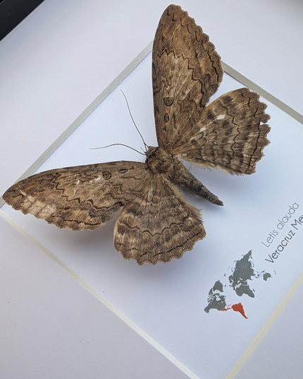 Letis Aulada Taxidermy Moth, Ethically Sourced Entomology Wall Decor