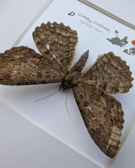 Letis Aulada Taxidermy Moth, Ethically Sourced Entomology Wall Decor