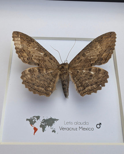 Letis Aulada Taxidermy Moth, Ethically Sourced Entomology Wall Decor