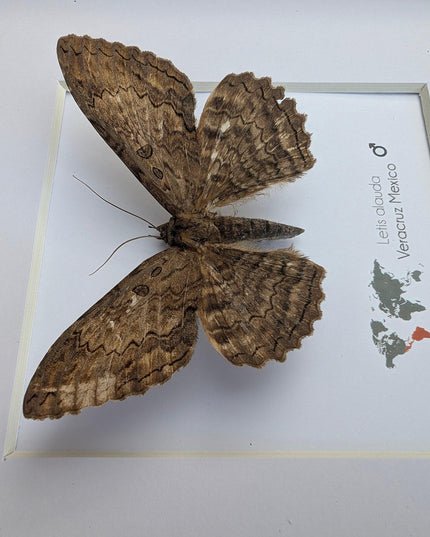 Letis Aulada Taxidermy Moth, Ethically Sourced Entomology Wall Decor
