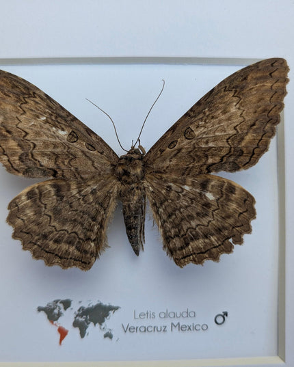 Letis Aulada Taxidermy Moth, Ethically Sourced Entomology Wall Decor