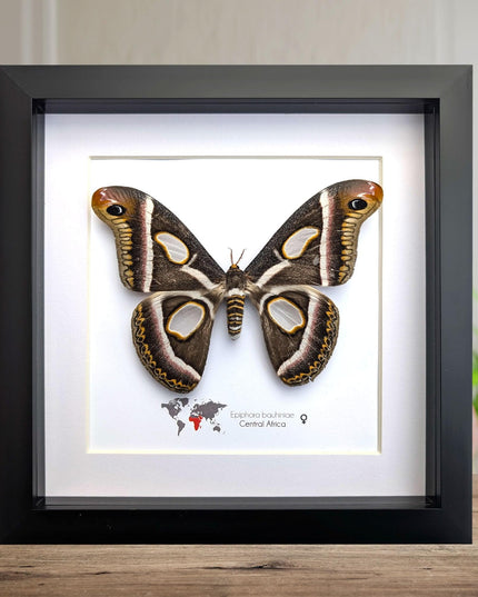 Framed african atlas moth taxidermy: epiphora bauhinia wall decor