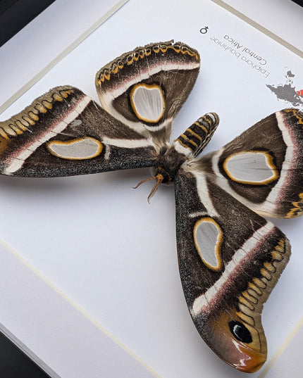 Framed african atlas moth taxidermy: epiphora bauhinia wall decor