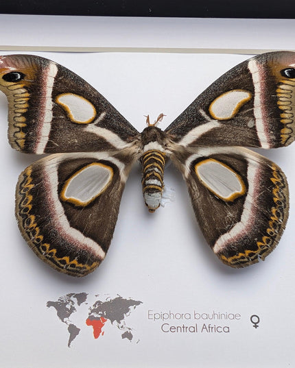 Framed african atlas moth taxidermy: epiphora bauhinia wall decor