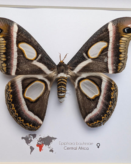 Framed african atlas moth taxidermy: epiphora bauhinia wall decor