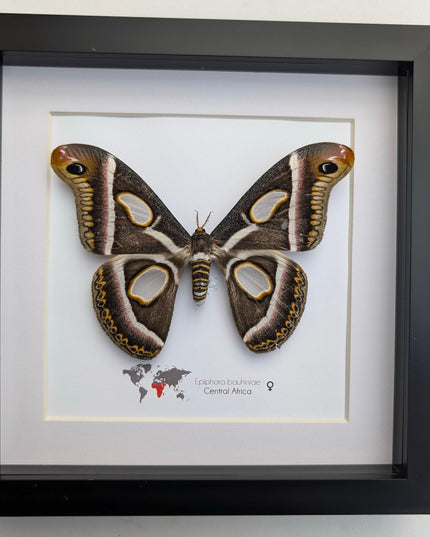 Framed african atlas moth taxidermy: epiphora bauhinia wall decor