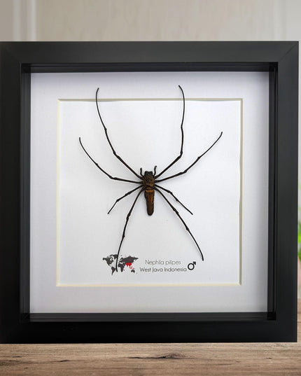 Framed golden orb weaver spider - 8x8" indonesia