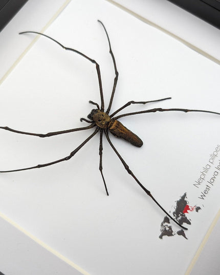 Framed golden orb weaver spider - 8x8" indonesia