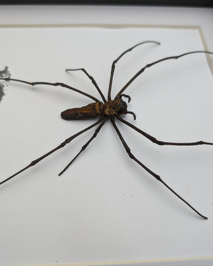 Framed golden orb weaver spider - 8x8" indonesia
