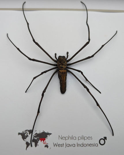 Framed golden orb weaver spider - 8x8" indonesia